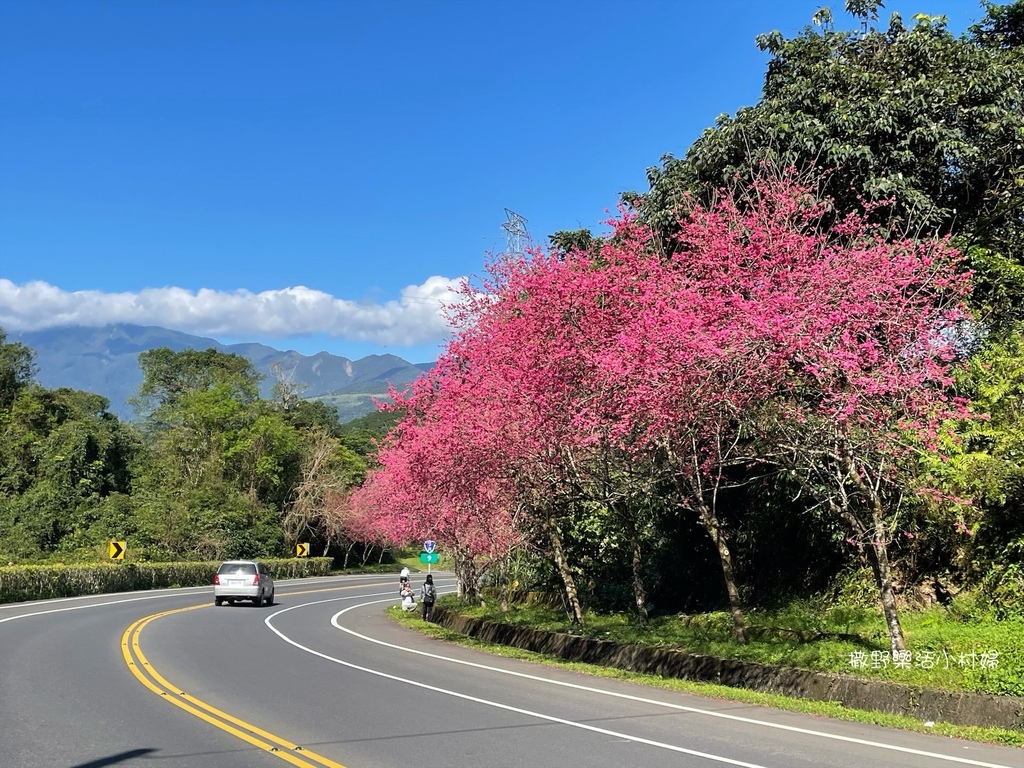 宜蘭賞櫻景點》台七丙線【櫻花公路】一路粉紅浪漫