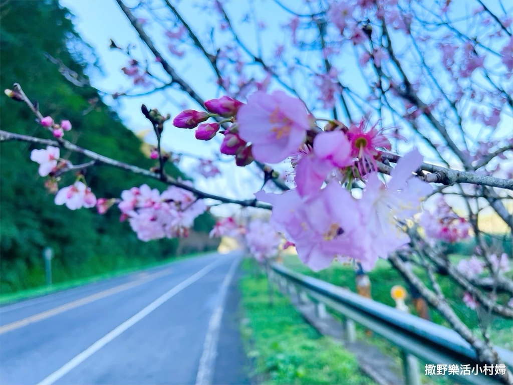 宜蘭賞櫻景點》台七丙線【櫻花公路】一路粉紅浪漫