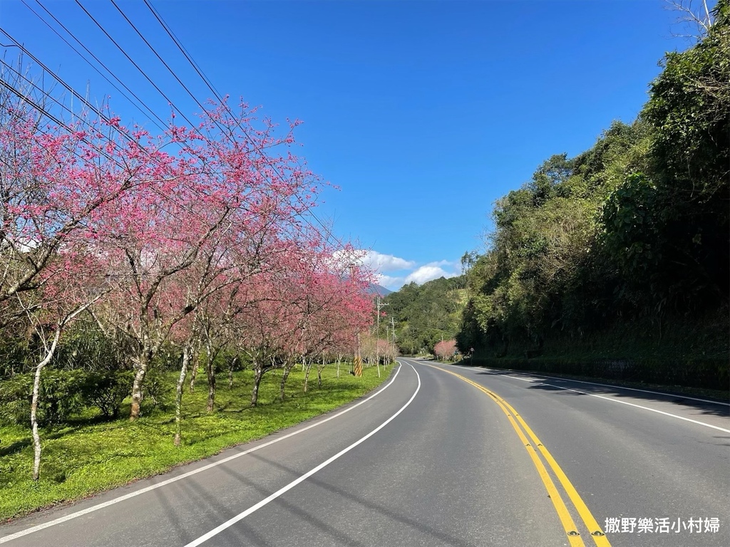 宜蘭賞櫻景點》台七丙線【櫻花公路】一路粉紅浪漫