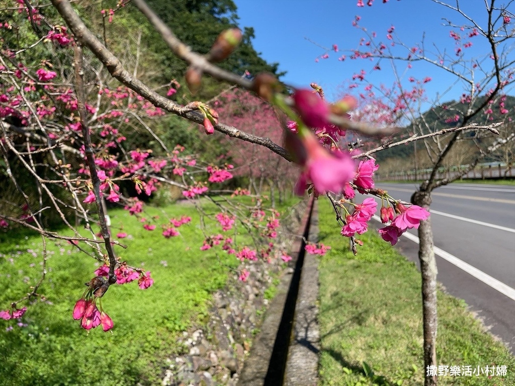 宜蘭賞櫻景點》台七丙線【櫻花公路】一路粉紅浪漫