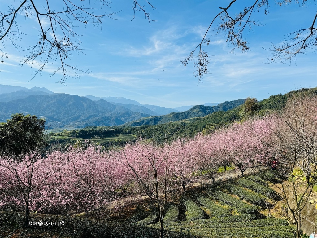 宜蘭賞櫻秘境【櫻悅景觀渡假別墅】茶園櫻花隧道｜大同鄉玉蘭茶園