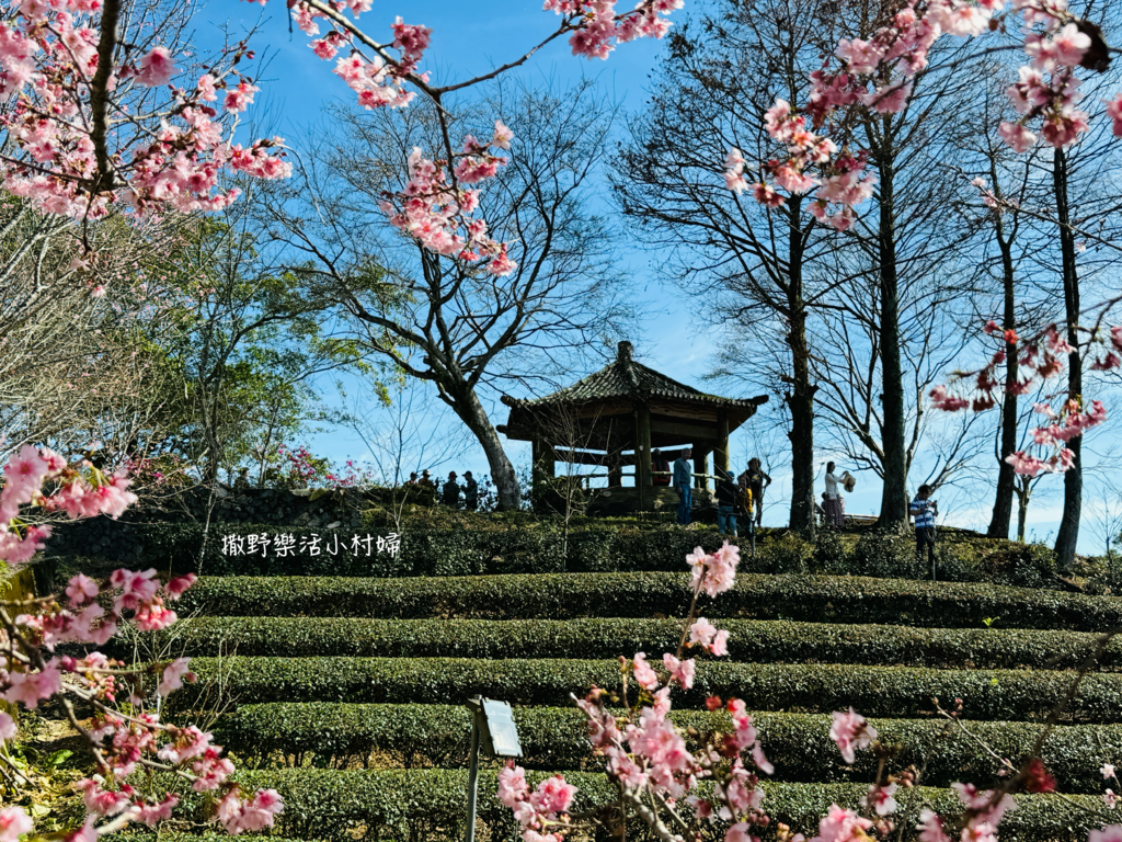 宜蘭賞櫻秘境【櫻悅景觀渡假別墅】茶園櫻花隧道，打卡免費入園｜