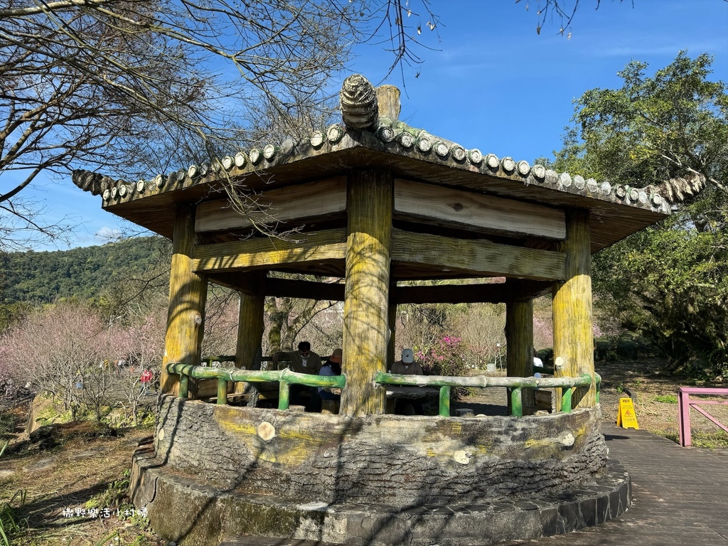 宜蘭賞櫻秘境【櫻悅景觀渡假別墅】茶園櫻花隧道，打卡免費入園｜