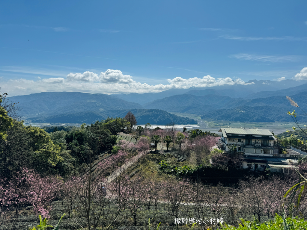 宜蘭賞櫻秘境【櫻悅景觀渡假別墅】茶園櫻花隧道，打卡免費入園｜