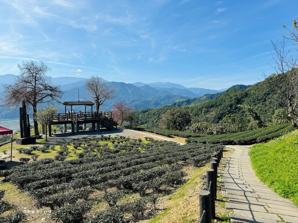 宜蘭大同【玉蘭茶園】初春櫻花相伴，漫步穿梭茶園小徑，遠眺蘭陽