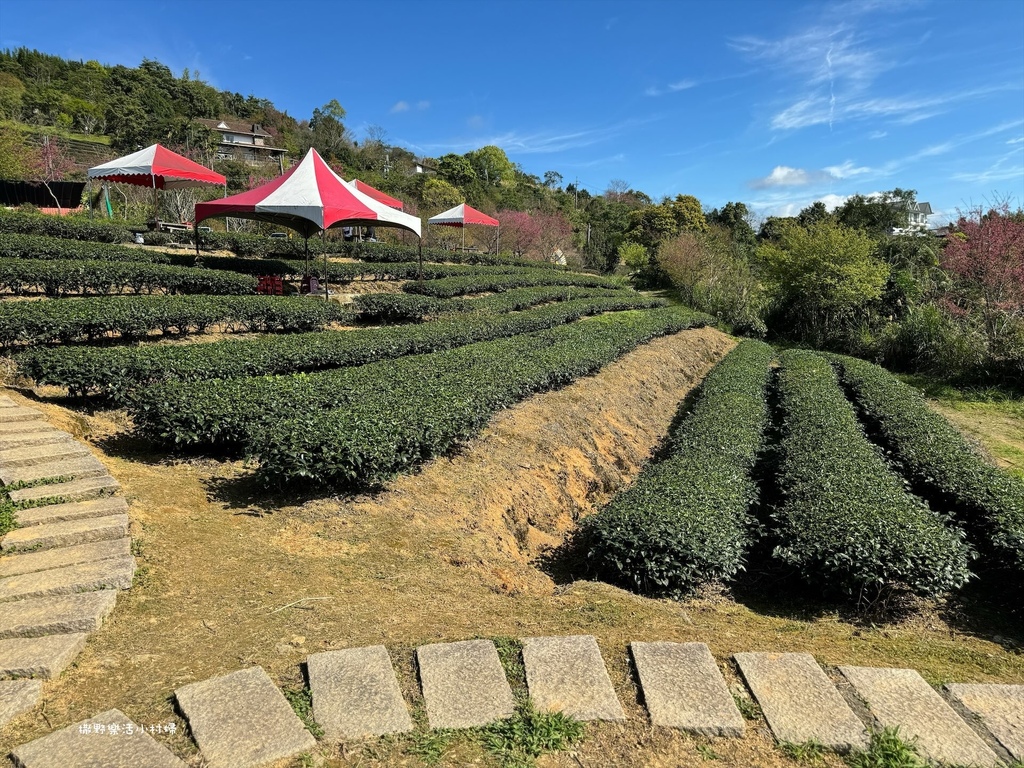 宜蘭大同【玉蘭茶園】初春櫻花相伴，漫步穿梭茶園小徑，遠眺蘭陽