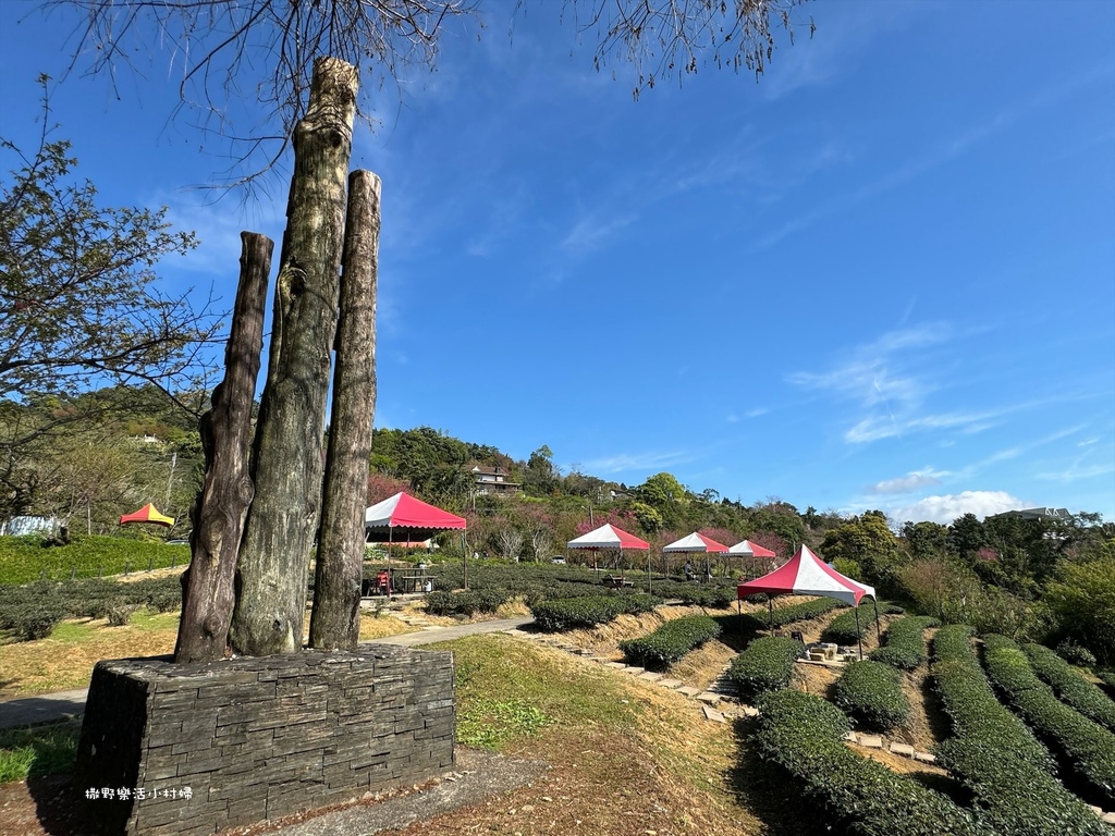 宜蘭大同【玉蘭茶園】初春櫻花相伴，漫步穿梭茶園小徑，遠眺蘭陽