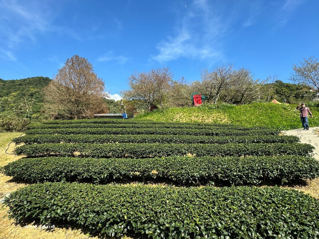 宜蘭大同【玉蘭茶園】初春櫻花相伴，漫步穿梭茶園小徑，遠眺蘭陽