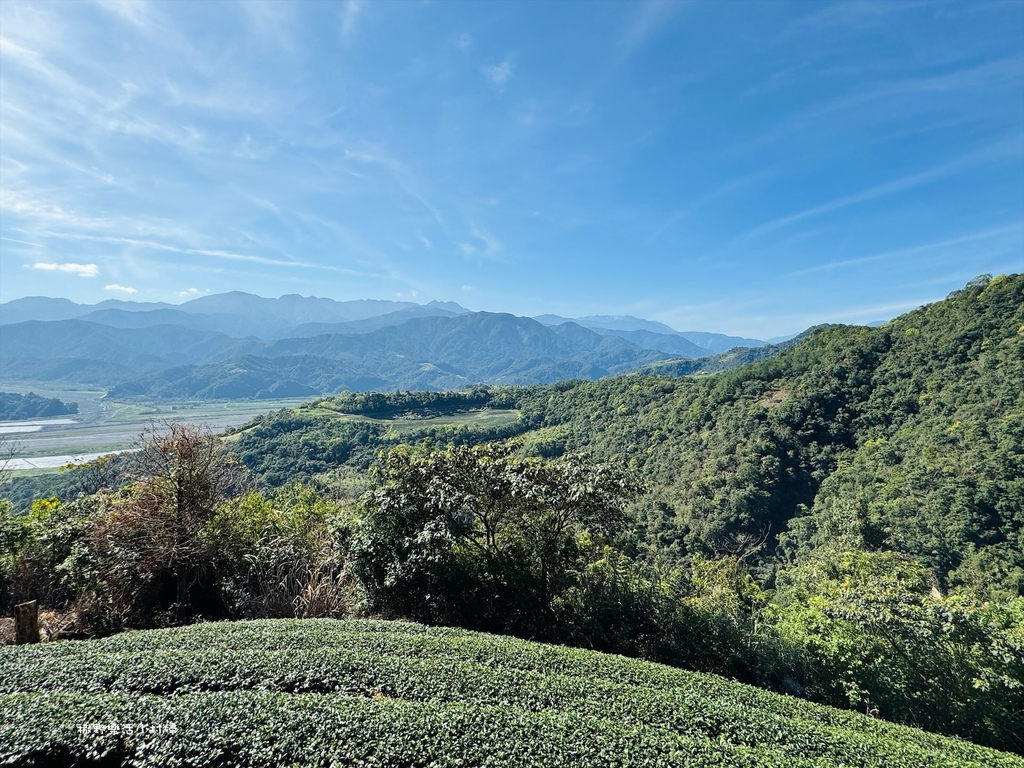 宜蘭大同【玉蘭茶園】初春櫻花相伴，漫步穿梭茶園小徑，遠眺蘭陽