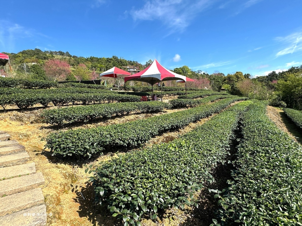 宜蘭大同【玉蘭茶園】初春櫻花相伴，漫步穿梭茶園小徑，遠眺蘭陽