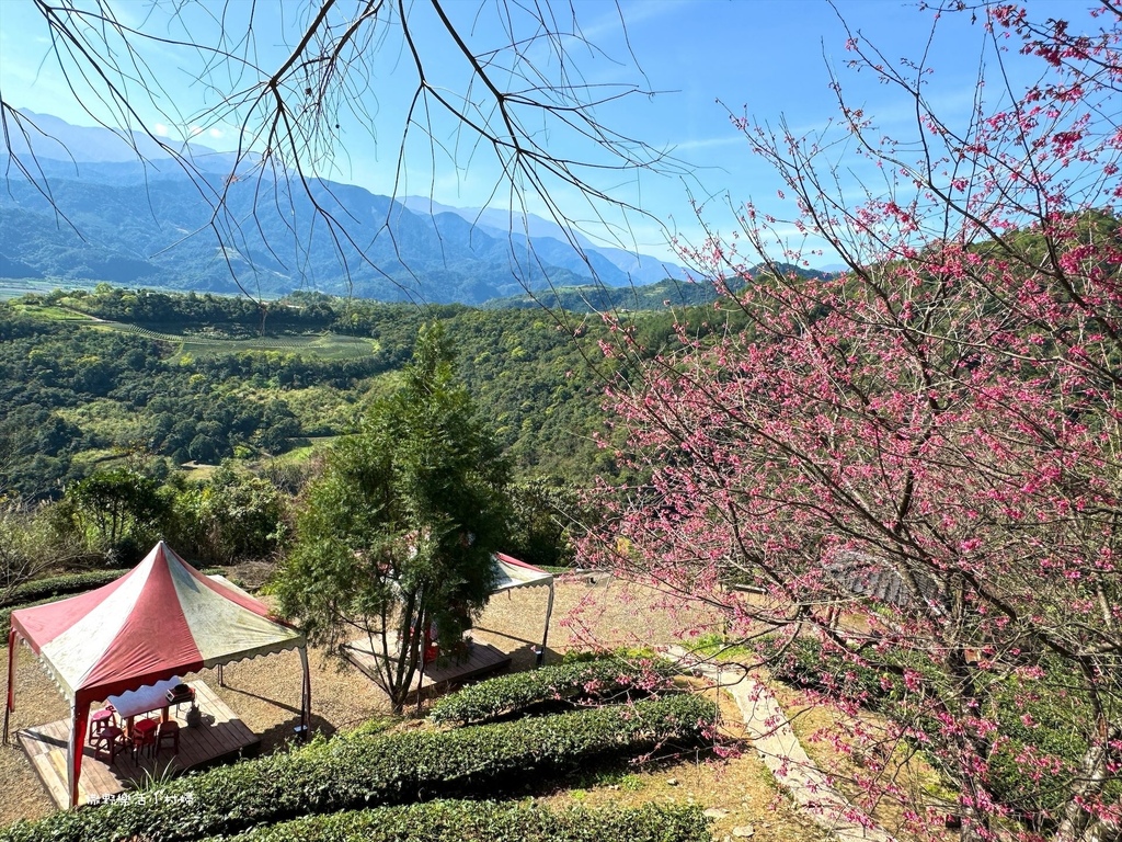 宜蘭大同【玉蘭茶園】初春櫻花相伴，漫步穿梭茶園小徑，遠眺蘭陽