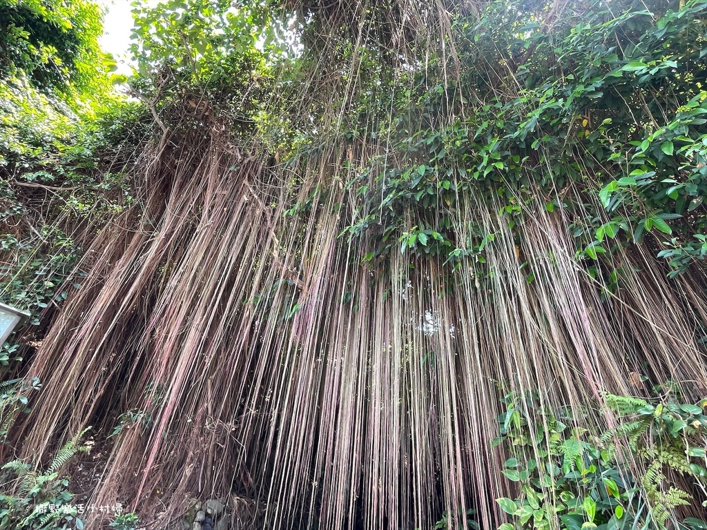 台北免費景點【地熱谷公園】仙氣飄渺的環湖步道，體驗青礦泉手湯