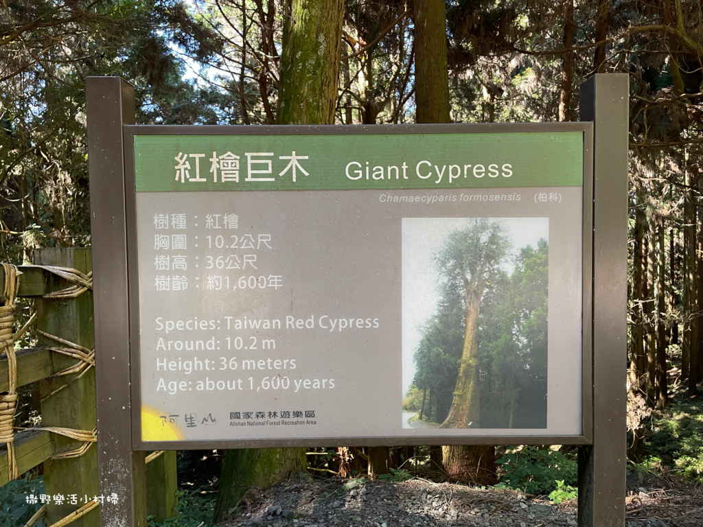 久違新中橫【塔塔加、特富野古道】快閃清境/合歡山暗空公園/鳶