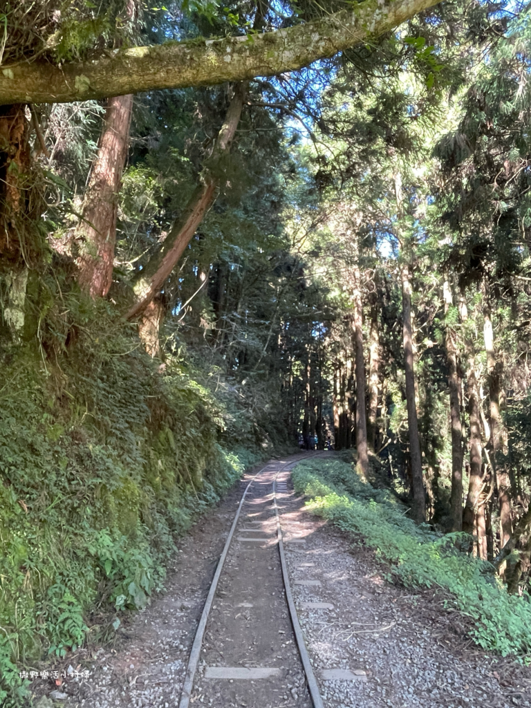 久違新中橫【塔塔加、特富野古道】快閃清境/合歡山暗空公園/鳶