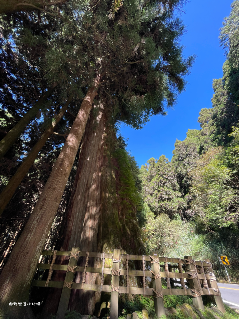 久違新中橫【塔塔加、特富野古道】快閃清境/合歡山暗空公園/鳶