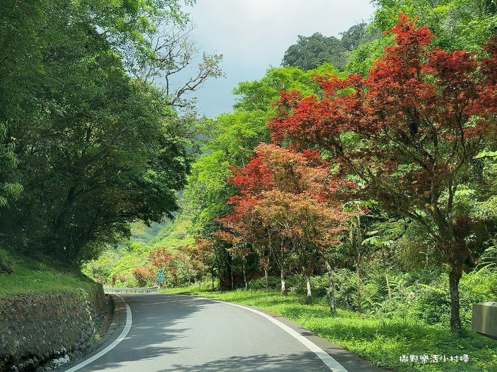 春夏也有楓紅?北橫明池路段「紫葉槭」吐露新芽，火紅一片正迷人