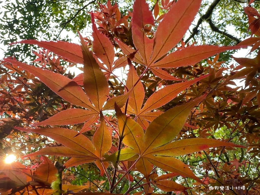 春夏也有楓紅?北橫明池路段「紫葉槭」吐露新芽，火紅一片正迷人