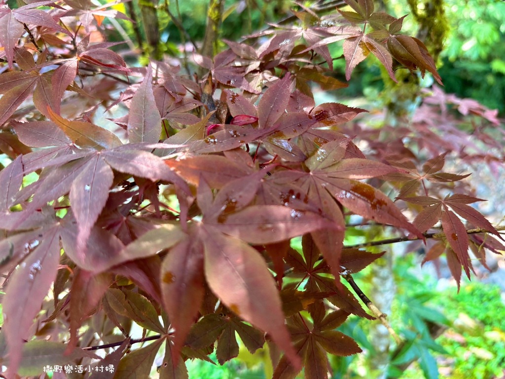 春夏也有楓紅?北橫明池路段「紫葉槭」吐露新芽，火紅一片正迷人