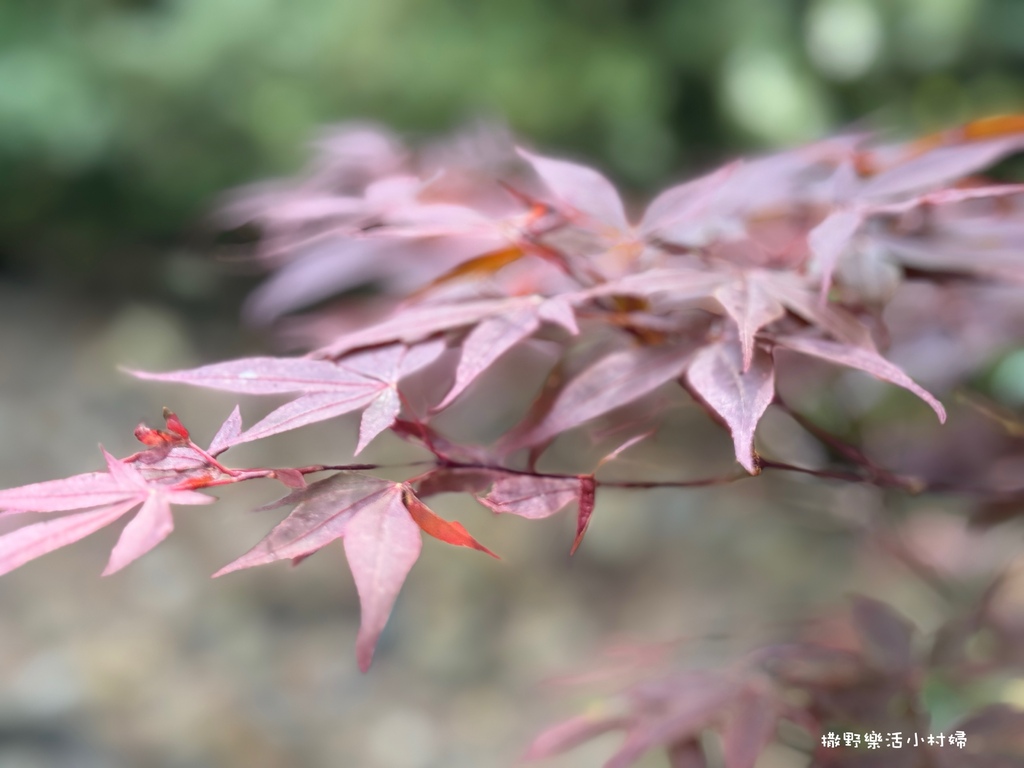 春夏也有楓紅?北橫明池路段「紫葉槭」吐露新芽，火紅一片正迷人