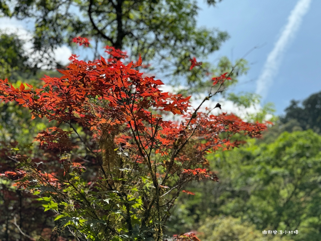 春夏也有楓紅?北橫明池路段「紫葉槭」吐露新芽，火紅一片正迷人