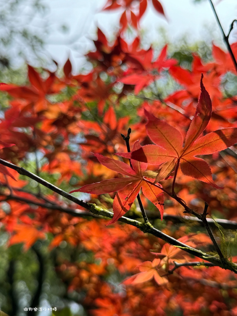 春夏也有楓紅?北橫明池路段「紫葉槭」吐露新芽，火紅一片正迷人