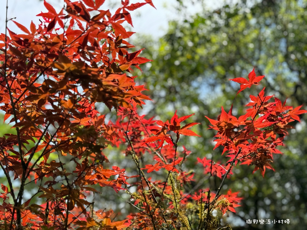 春夏也有楓紅?北橫明池路段「紫葉槭」吐露新芽，火紅一片正迷人