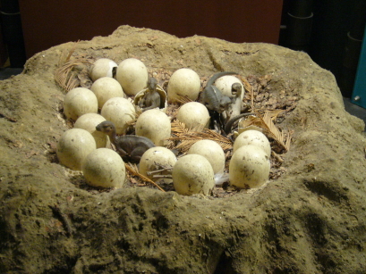 Dinosaur egg