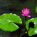 water lily