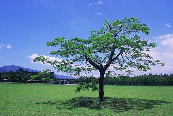 東華 鳳凰木.jpg