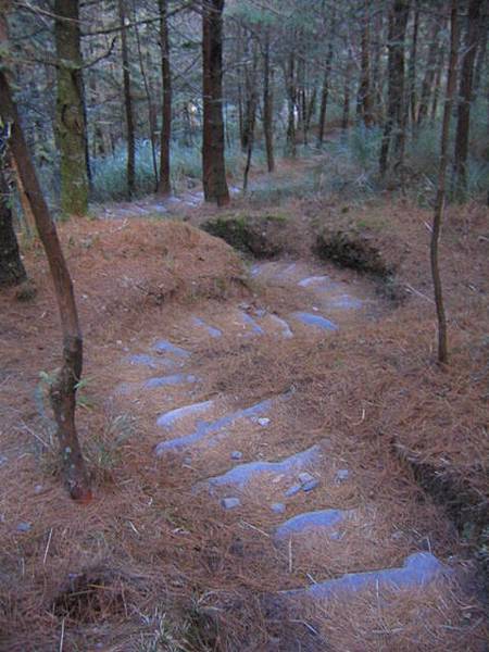 下觀高山屋途中~ 松針鋪地