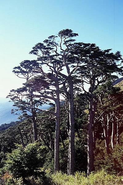 山腰鐵杉林