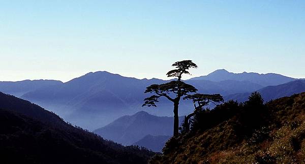 鐵杉 &amp; 藍山