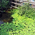 水生植物生態池