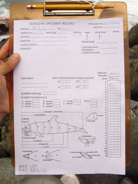 鯨豚擱淺紀錄表