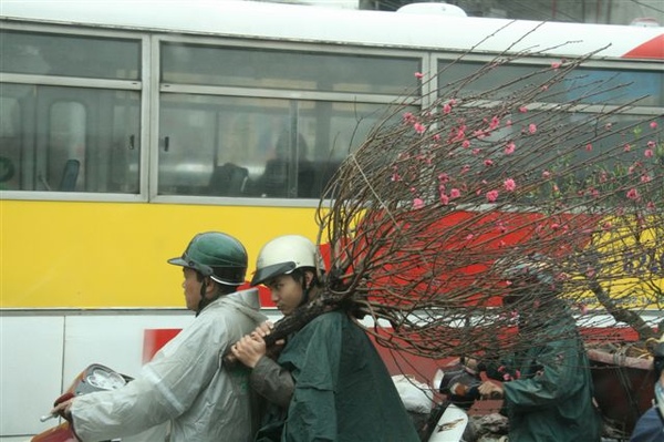 真為那棵桃樹感到可惜....擺到年後 就枯死了....