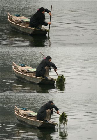 婦女正在撈取河床上的水草