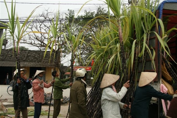 老闆把甘蔗整齊的直立展示出來給客人挑選