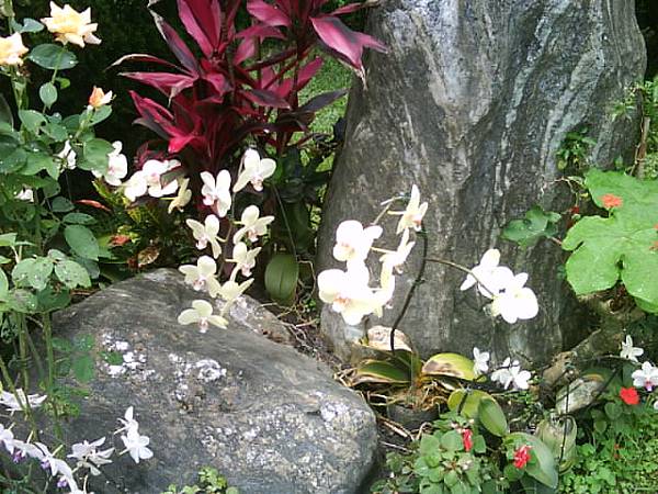 伯朗咖啡館的蘭花園