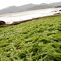 遠看像是青苔的海菜