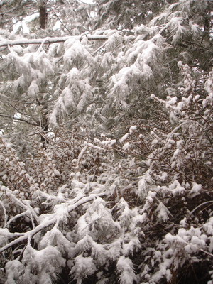 被雪覆蓋到連樹木的顏色都看不見了