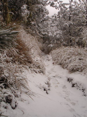 雪白的地面上只看的到行走的足跡