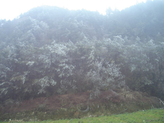 這裡的高度只有一千九百多公尺，樹梢仍是雪白