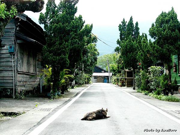 林田山忠狗