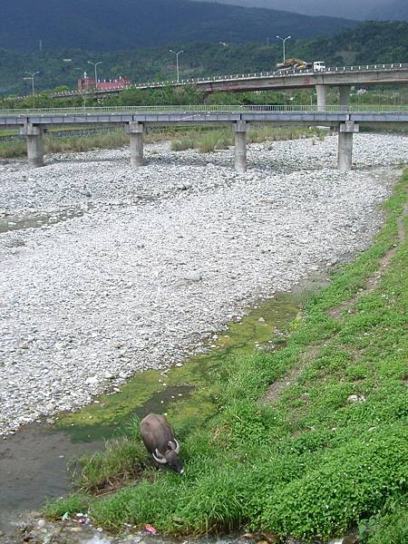 溪邊的牛兒