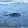 擱淺海豚