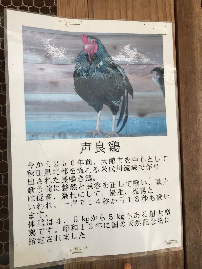 夢旅人シリーズ 田沢湖後編花見 秋田犬 比内鶏見学 Pちゃんの地球ヲタ化アジト2nd 痞客邦