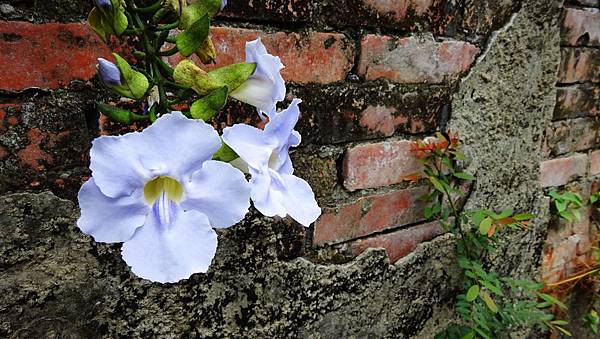 321巷 (7).JPG 321巷 (7).JPG