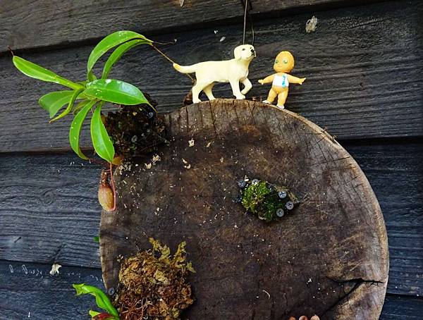 321巷(19).JPG 321巷(19).JPG