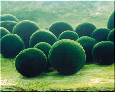 marimo1