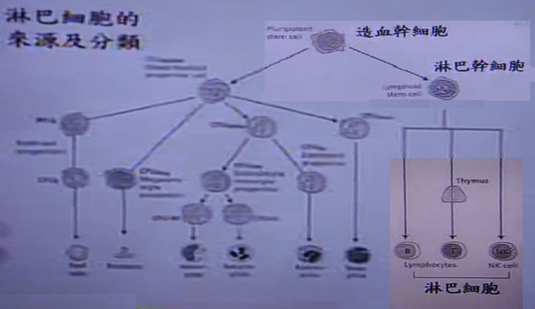 淋巴細胞的來源及分類.jpg